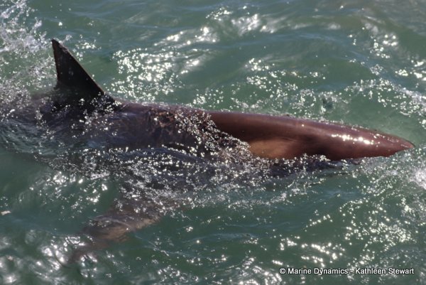 Bronze whaler shark, South Africa