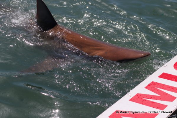 Bronze whaler shark, South Africa