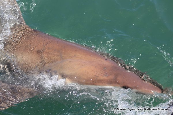 Bronze whaler shark, South Africa