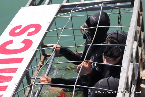 Shark cage diving, South Africa
