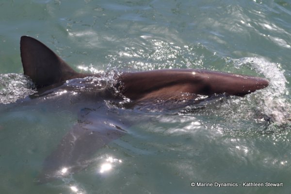 Bronze whaler shark, South Africa