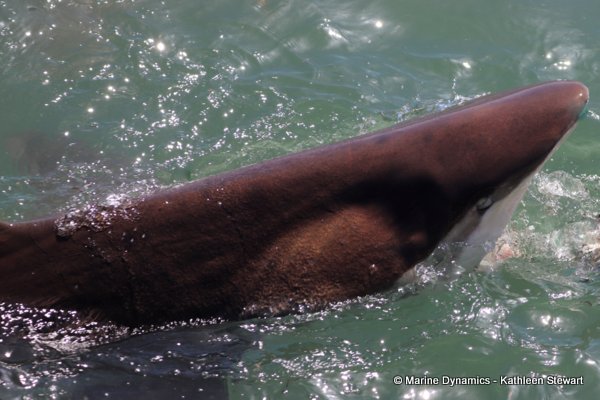 Bronze whaler shark, South Africa