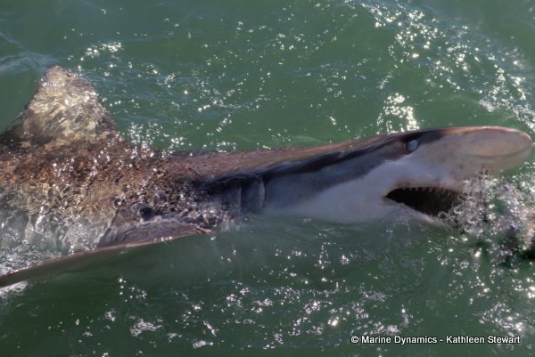Bronze whaler shark, South Africa
