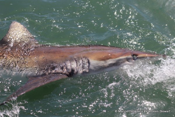 Bronze whaler shark, South Africa