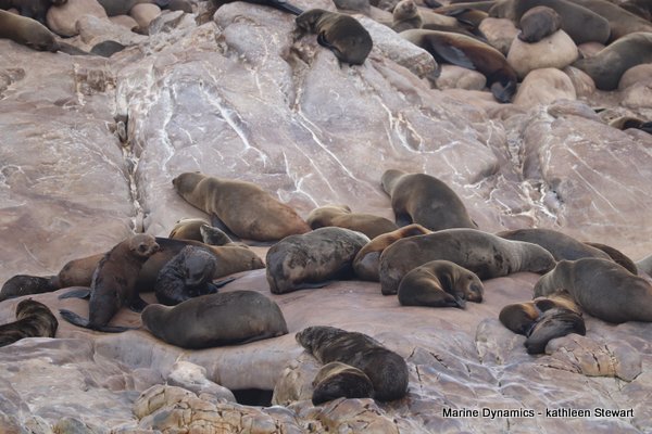 Cape Fur Seal, South Africa