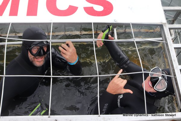 Shark cage diving, South Africa