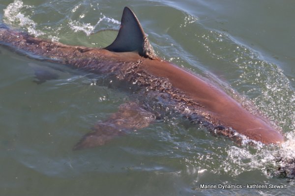 Bronze whaler shark, South Africa