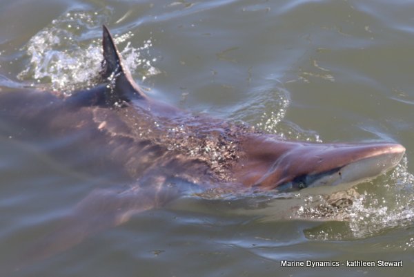 Bronze whaler shark, South Africa