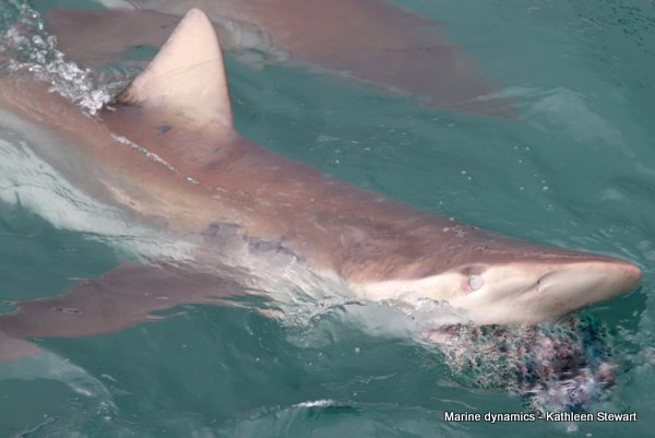 Bronze whaler shark, South Africa