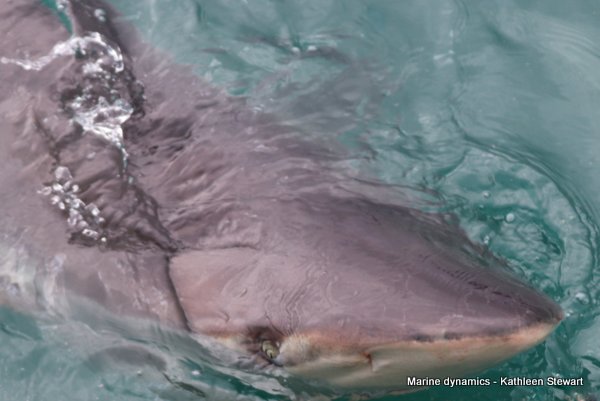 Bronze whaler shark, South Africa