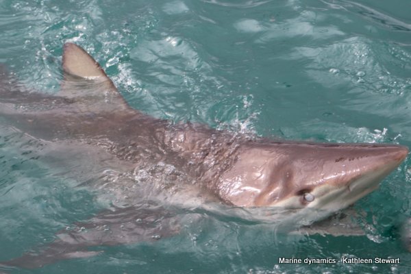 Bronze whaler shark, South Africa