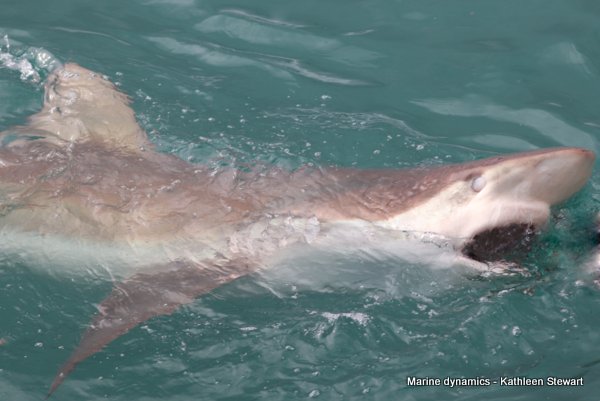 Bronze whaler shark, South Africa