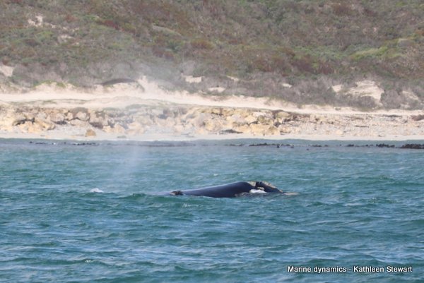 Southern Right Whale, South Africa