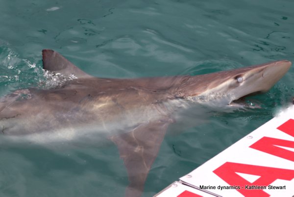 Bronze whaler shark, South Africa