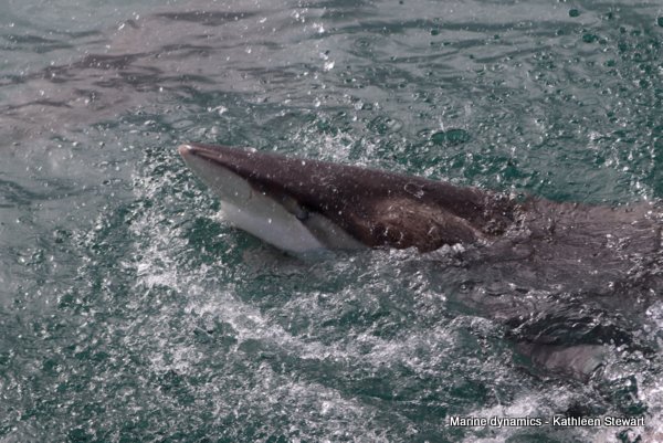 Bronze whaler shark, South Africa