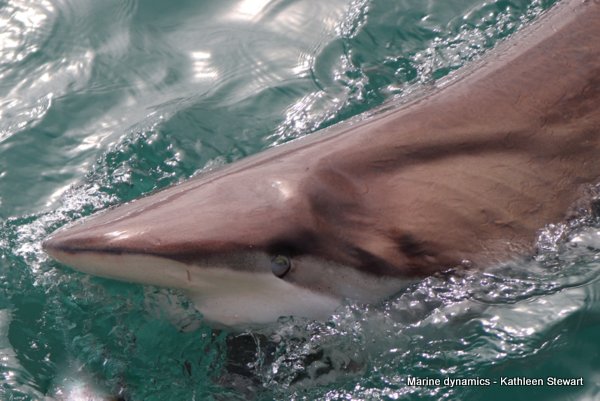 Bronze whaler shark, South Africa