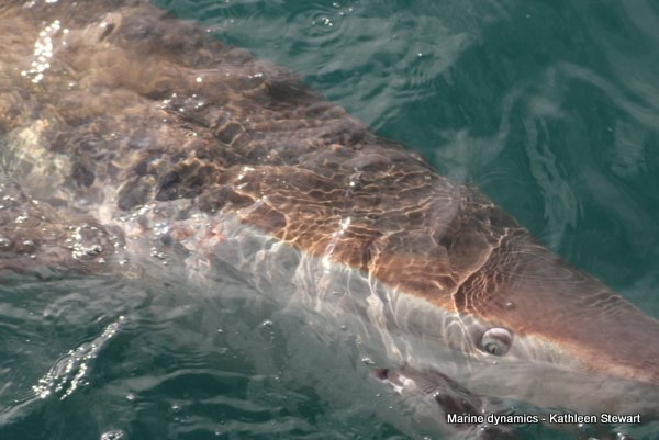Bronze whaler shark, South Africa