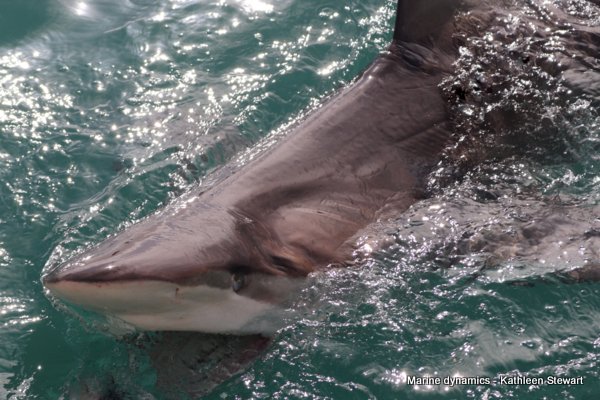 Bronze whaler shark, South Africa