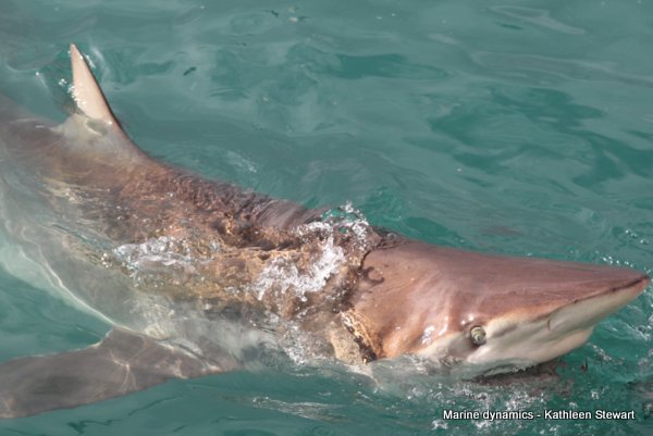 Bronze whaler shark, South Africa