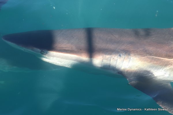 Bronze Whaler Shark, South Africa