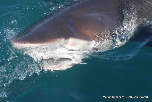 Bronze Whaler Shark, South Africa