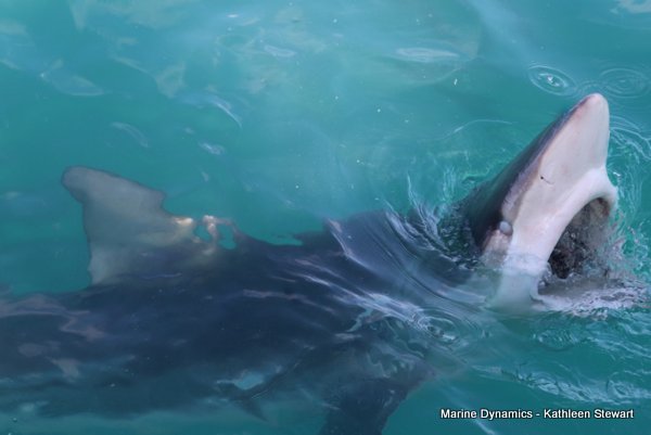 Bronze Whaler Shark, South Africa