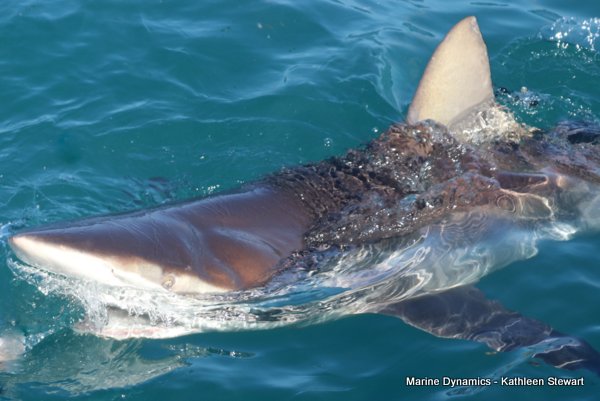 Bronze Whaler Shark, South Africa