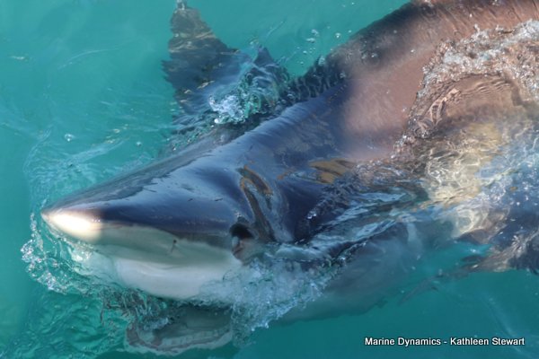 Bronze Whaler Shark, South Africa