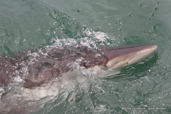 Bronze whaler shark, Gansbaai, South Africa
