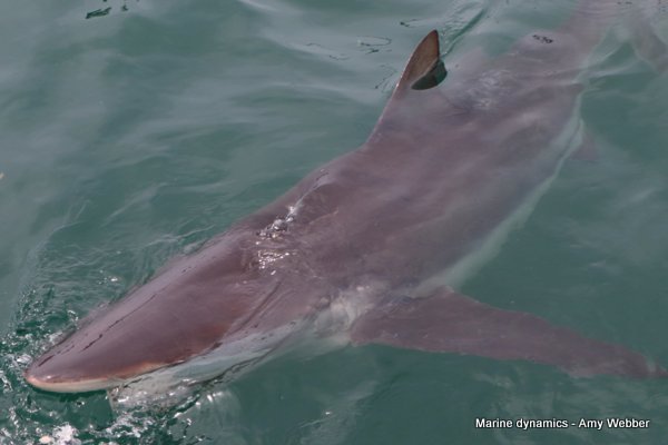 Bronze whaler shark, South Africa