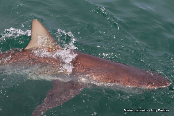Bronze whaler shark, South Africa