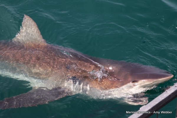 Bronze whaler shark, South Africa