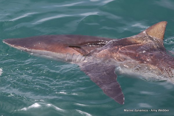 Bronze whaler shark, South Africa