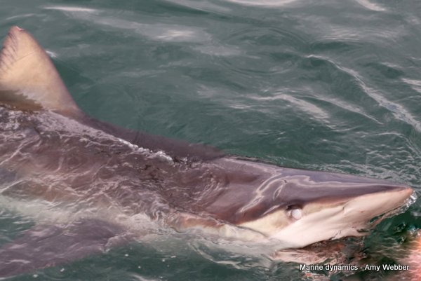Bronze whaler shark, South Africa