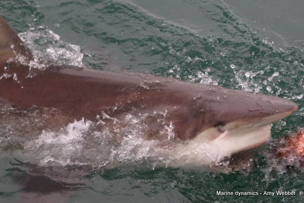 Bronze whaler shark, South Africa