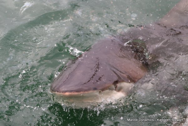 Bronze whaler shark, South Africa