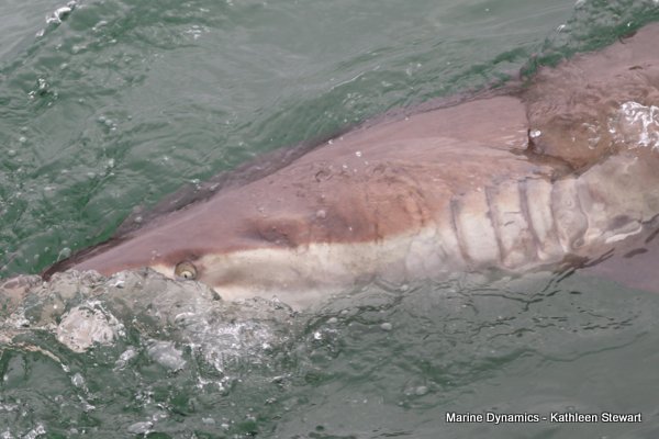 Bronze whaler shark, South Africa