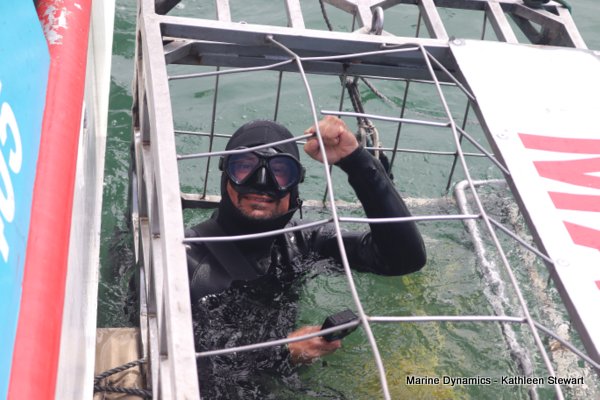 Shark Cage Diving, South Africa