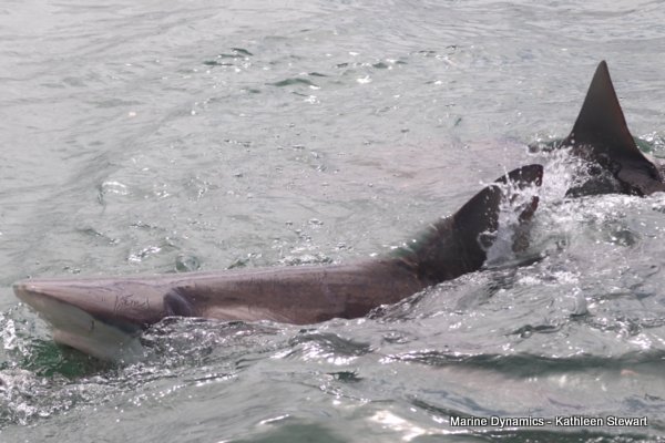 Bronze whaler shark, South Africa