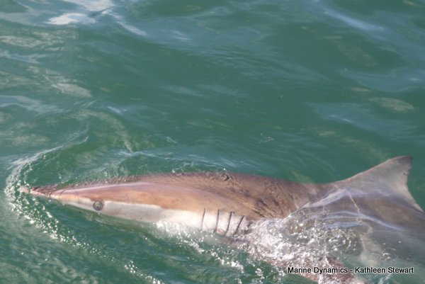 Bronze whaler shark, South Africa