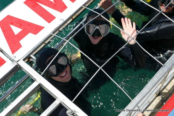 Shark cage diving, Gansbaai, Western Cape