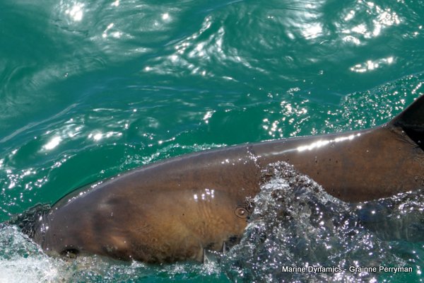 Bronze whaler shark, Shark cage diving, Gansbaai, Western Cape