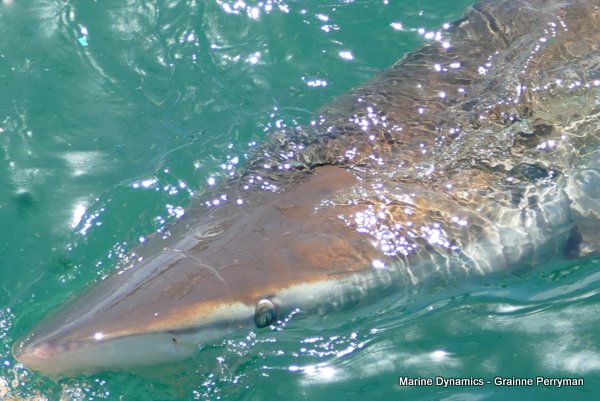 Bronze whaler shark, Shark cage diving, Gansbaai, Western Cape