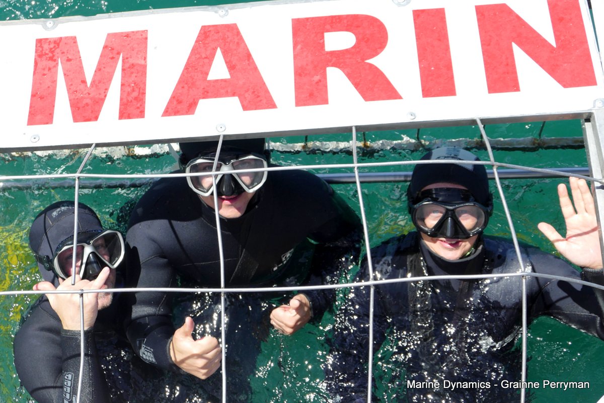 Shark cage diving, Gansbaai, Western Cape