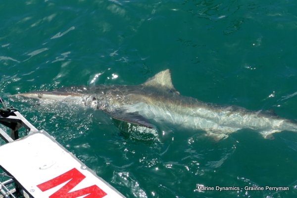 Bronze whaler shark, Shark cage diving, Gansbaai, Western Cape
