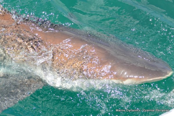 Bronze whaler shark, Shark cage diving, Gansbaai, Western Cape
