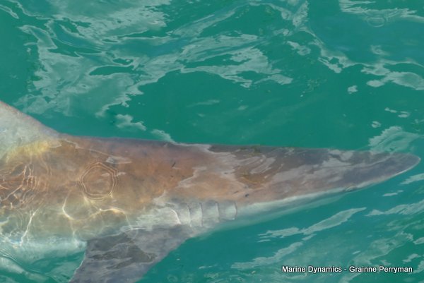 Bronze whaler shark, Shark cage diving, Gansbaai, Western Cape