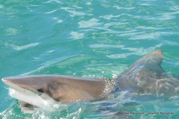 Bronze whaler shark, Shark cage diving, Gansbaai, Western Cape