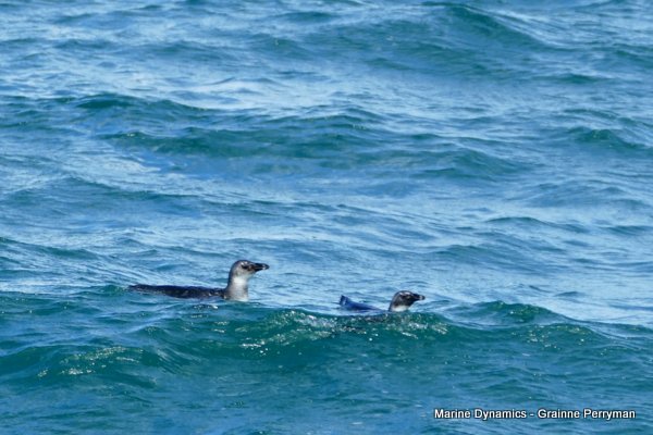 African Penguins, Shark cage diving, Gansbaai, Western Cape