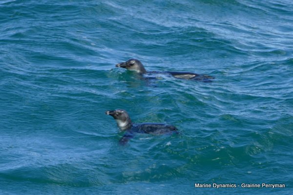 African Penguins, Shark cage diving, Gansbaai, Western Cape